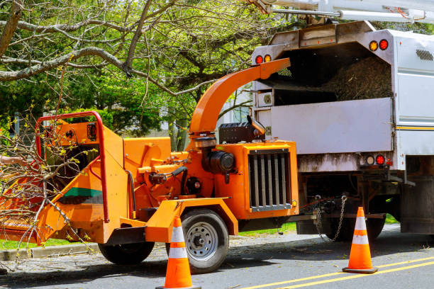 How Our Tree Care Process Works  in  West Bradenton, FL