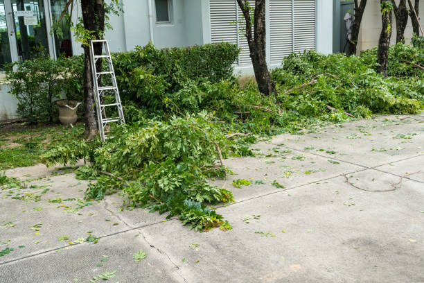 Reliable West Bradenton, FL Tree Care Services Solutions